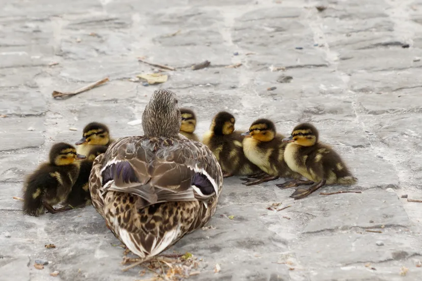 duck and 6 ducklings on concrete road during daytime 159864