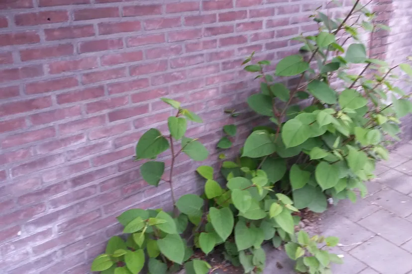 duizendknoop beschadigd infrastructuur