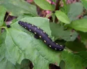 dyaodzo9lwowbrei1wrts4iev 86763