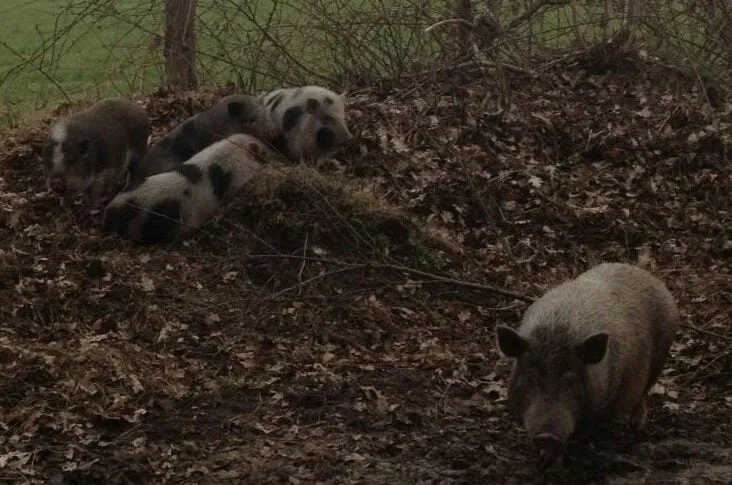 dzyofgkwsaa5 h e1522687418585