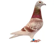 eawloznr3h9ccakh259evx0lf 103628