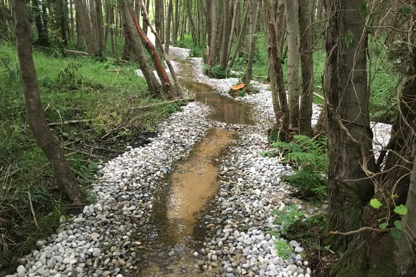 herstelde beek meanderend door het bos