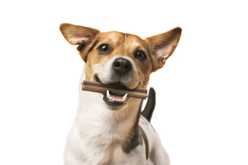 hond lr1 e1549012620412