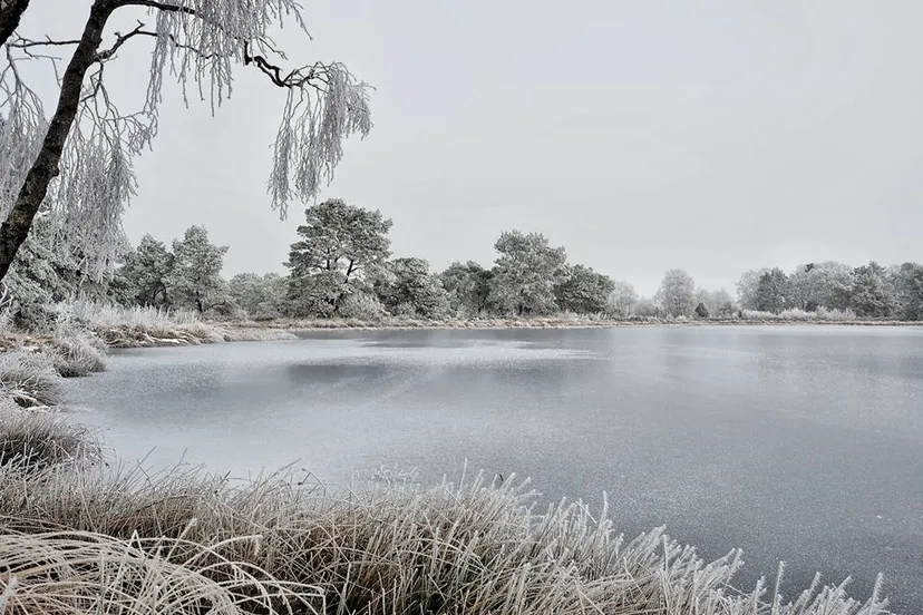hondeven in winter elise goossen haarhuis