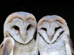 hsvqkjtxeb59vt0dac1t5q3qv 117141