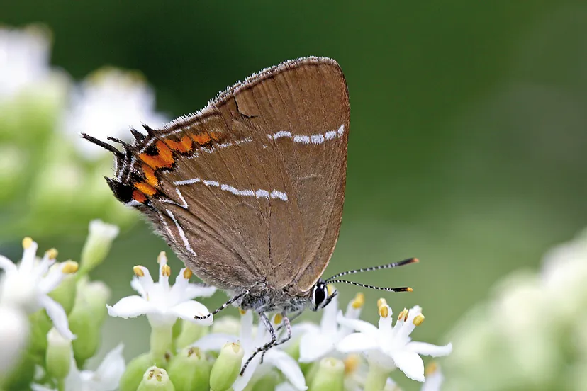 iepenpage albert vliegenthart