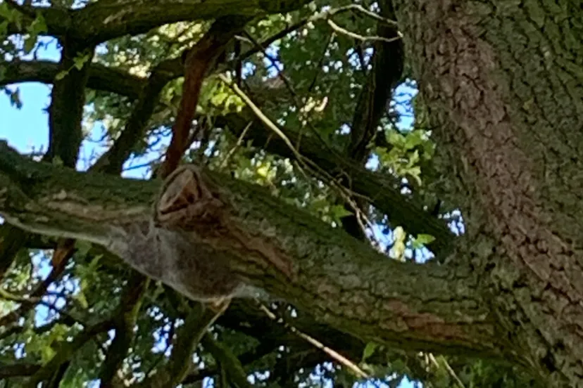 image 15 e1562182602444