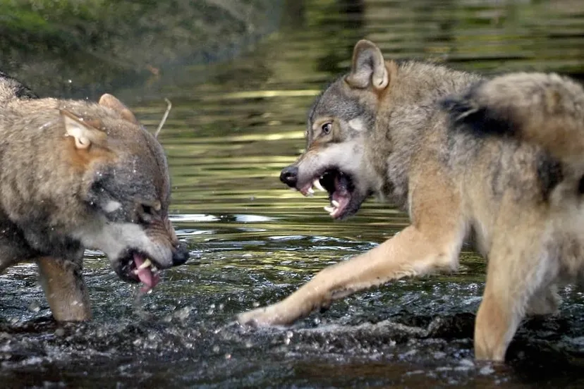 ix6ak7i5rgdf577tkffmlakdn wolven rob dolaard