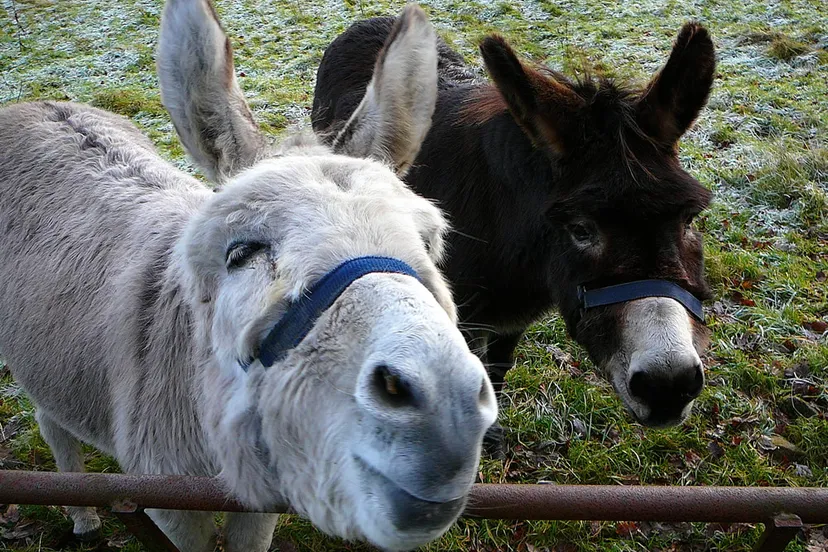 jjvjz416td468z516aovt1uqu ezels