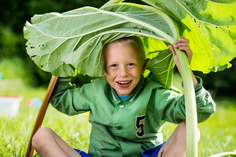 jle po jongen rabarber