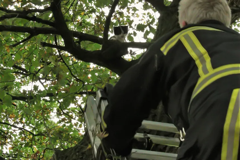 kat uit de boom foto clemens brughuis 2