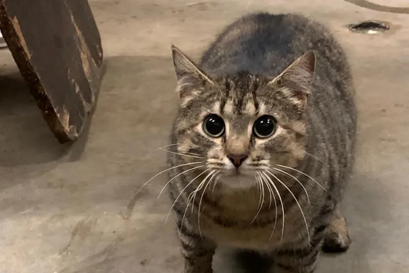 kat vangt paashaas 1