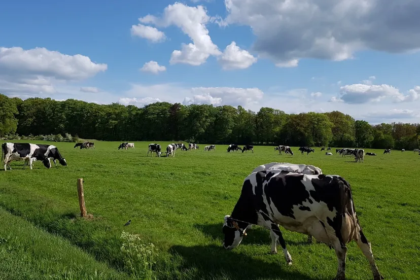 koeien scholtenlinde e1526313068270