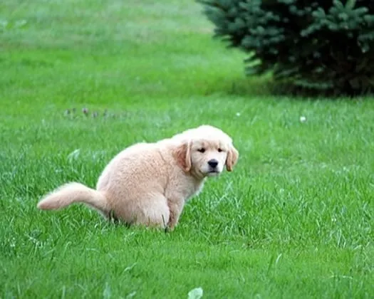 midhv8u5vj1w39q1btdtknh0o 229963