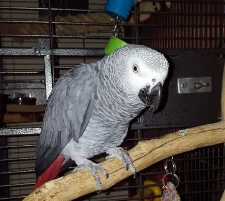 papegaai e1555855823630