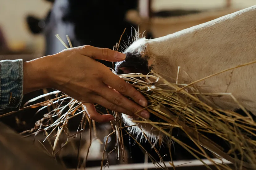 pexels cottonbro 4910812