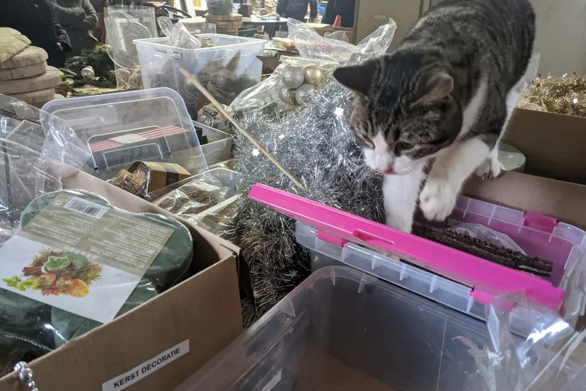 pxl 20201210 094502609mp