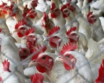 qxvpvuoq64qj12adu1hr23omi 188675