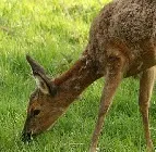 r2r1myi2pcs145i2wf6oi5fyp 118586