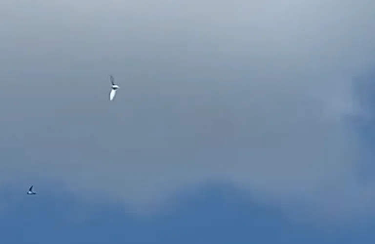 schermafdruk 2022 08 02 135417