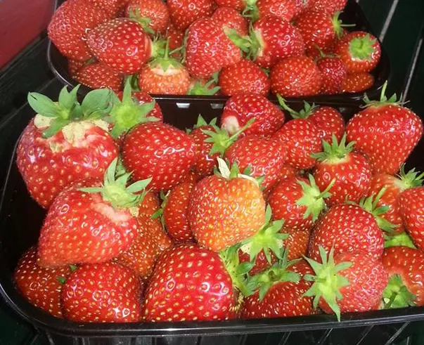 sp4b4apittprqwxa4rfw12sd6 aardbeien