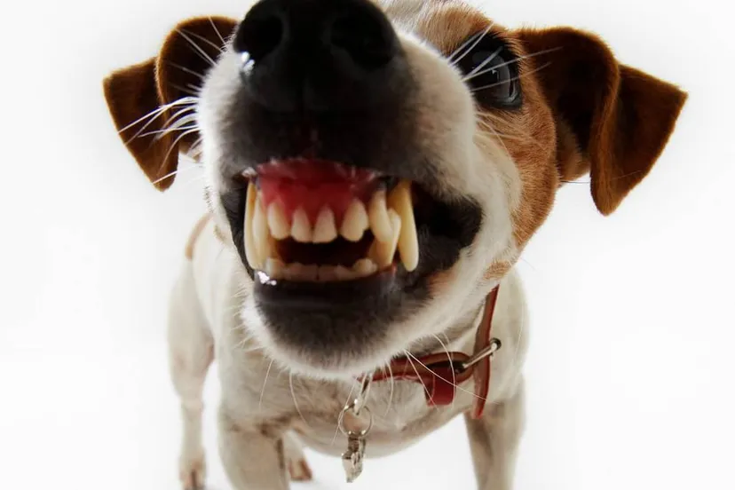 syi63lebfte64fm5xzxaacnyd hond bijt