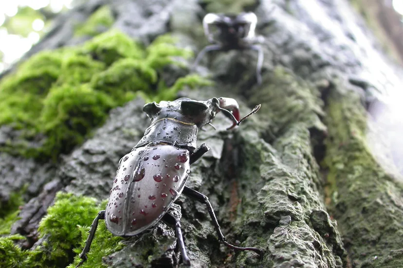 tab8kp3m5iz3m3qky8xr86wie vliegend hert