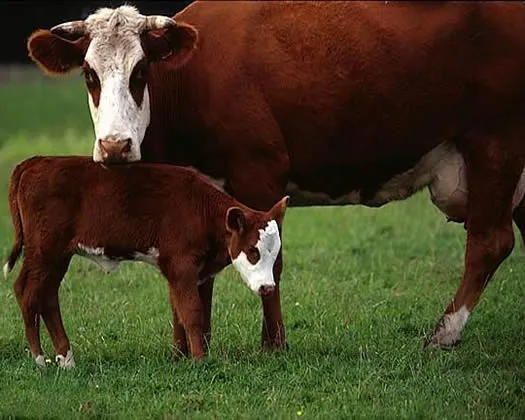 utx86ureumrw1nss179hct6uh 84416