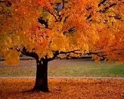 v0icyruqu0jw7fa21xshwpmvn 91365