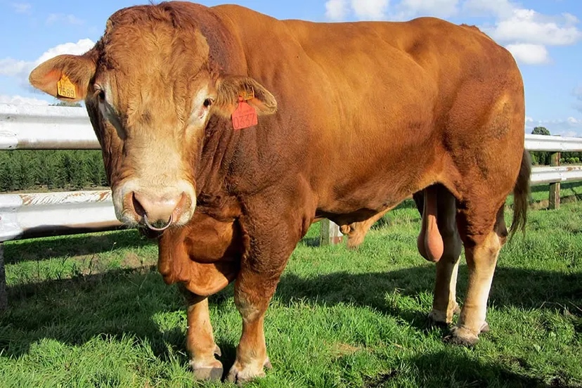 v0t5ukm8fjs5dv6va4uw4og9w stier