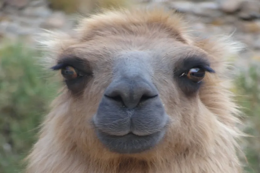 vcxxlixydt0wj6zv19f036zum lama