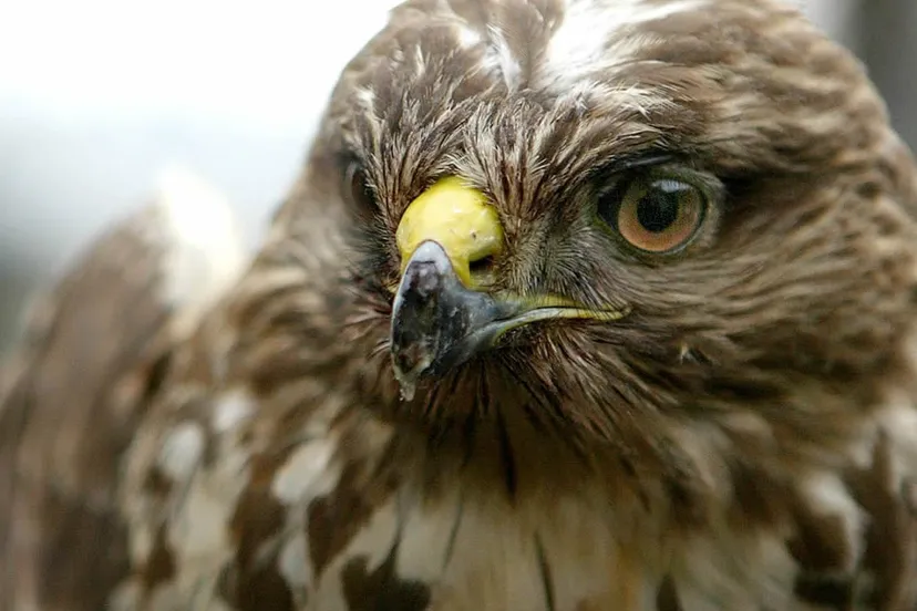 vi6gezmnpwckewkjzpwzlfhs3 buizerd jurgen mols