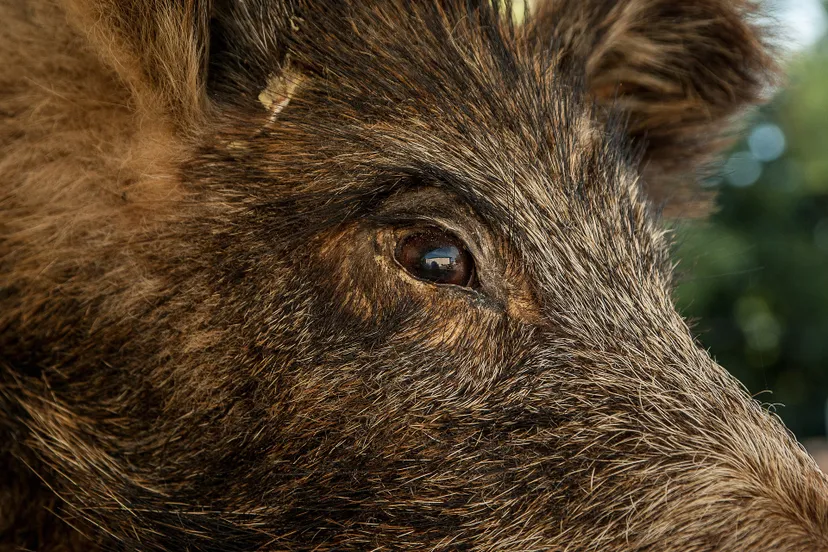 wild boar 1437491 1920