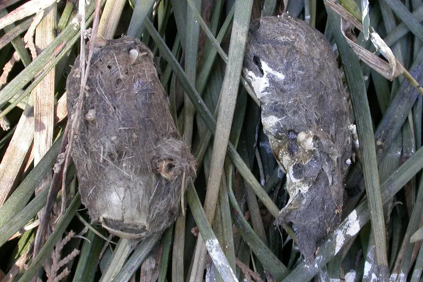 x062dwdvcihn0t8mkijs00n0y uilenbal