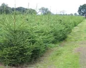 zcpyha9fn99cms4w4ybvyt4tb 100874