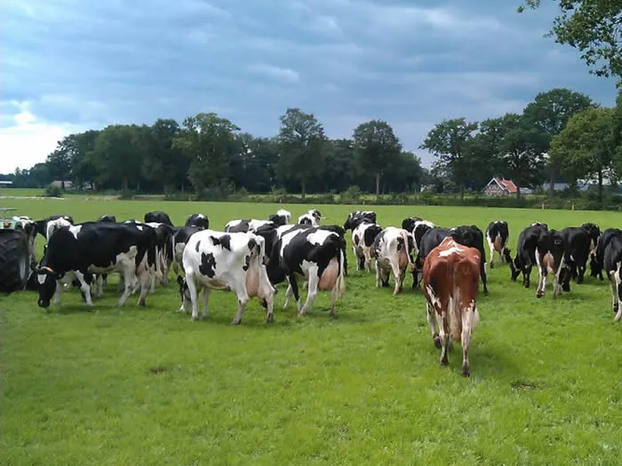 zkdxy6dsaugdv8k8d8of6qrn8 205740