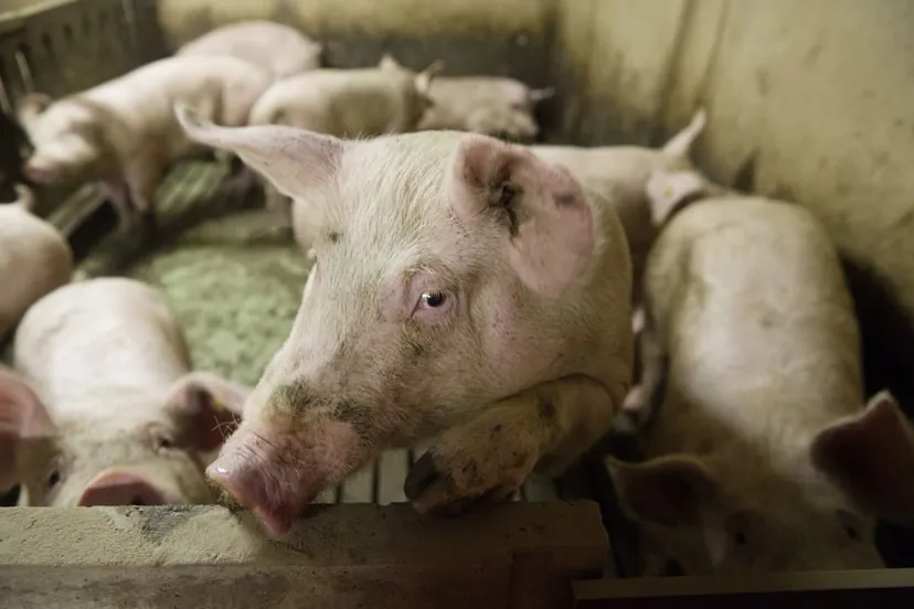 zm5sgah9kno4go9weqnli06zg varkens john peters