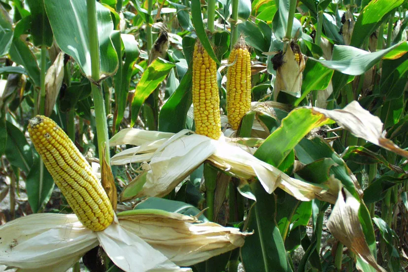 zrd46s71tdy5b1pm60f47nero mais