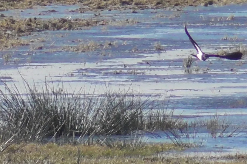 2025 02 18 kieviten terug op huyerenseveld geesteren4
