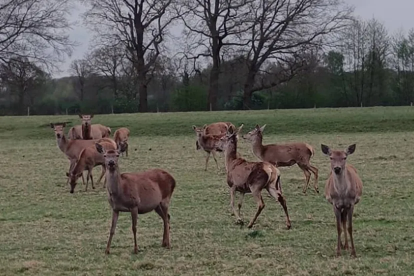 afbeelding van whatsapp op 2025 05 08 om 110328 d022e5e1