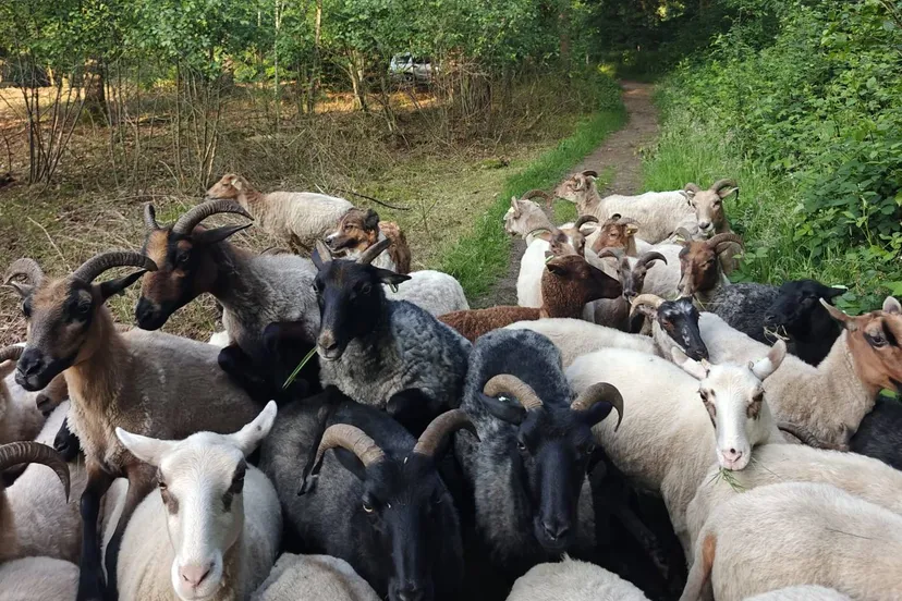 afbeelding van whatsapp op 2025 06 17 om 102017 a39d5fa0