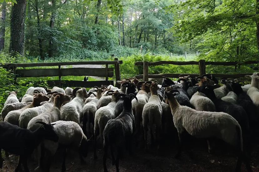 afbeelding van whatsapp op 2025 06 17 om 102018 626191a5