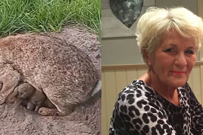 Konijntjes - Lenie Löwik