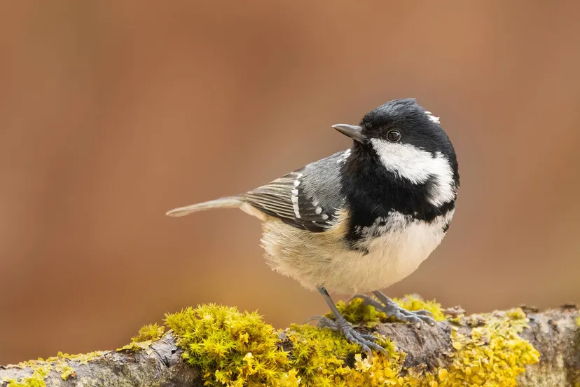 Zwarte Mees - Annie Keizer