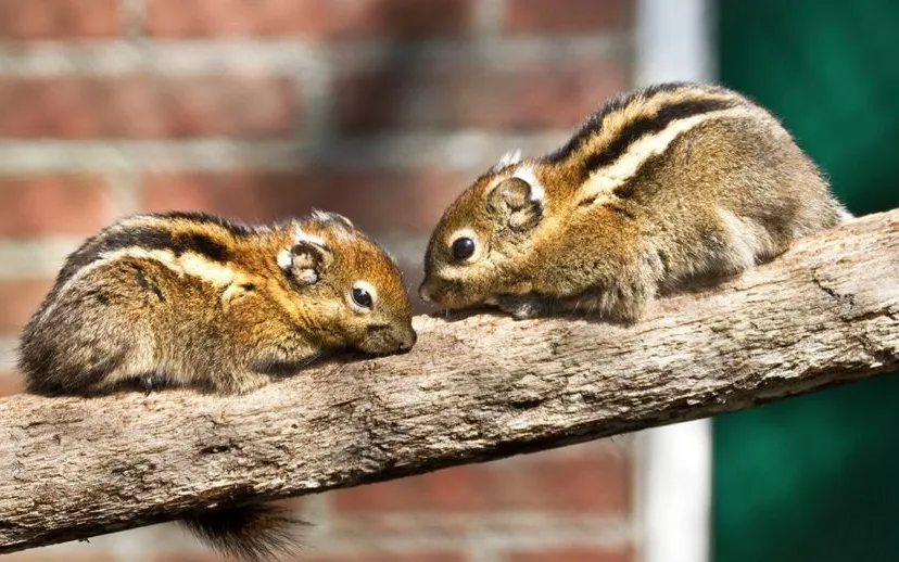 11907761 1084070601604891 6688592590984088152 o 915x518 1