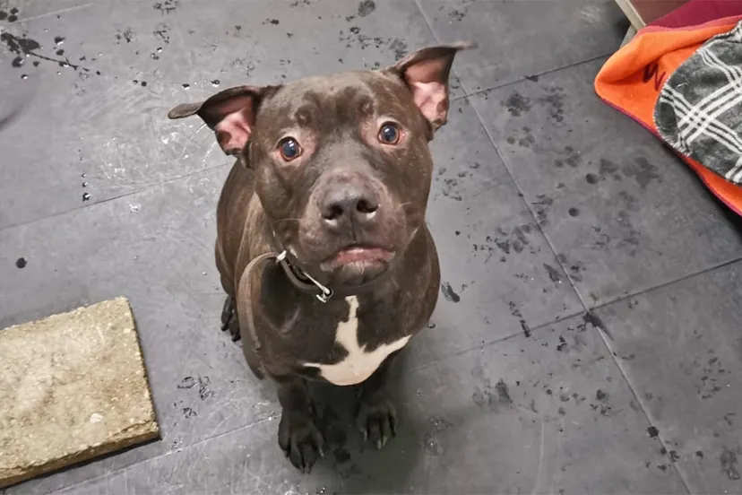 1944999 gevonden hond 1