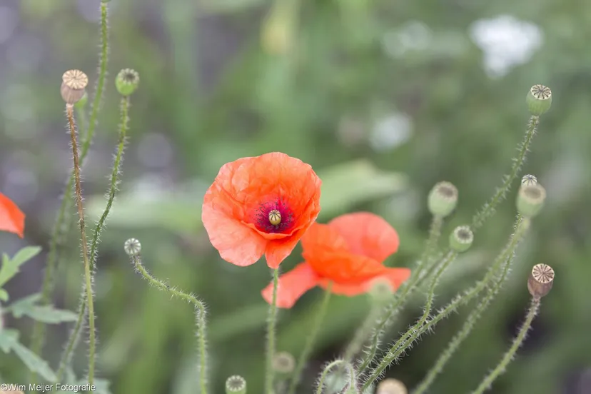 20287179 1823667687645175 3061377887524473839 o