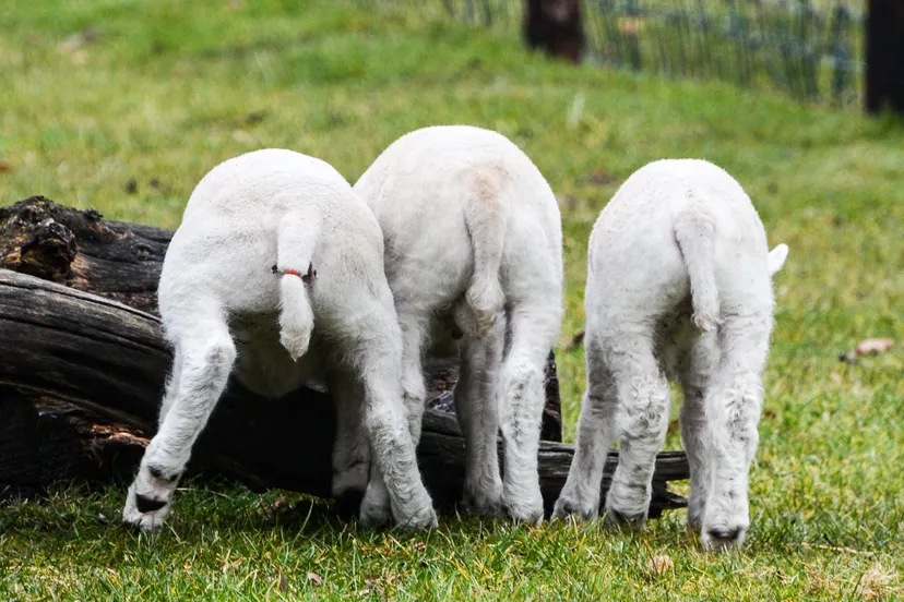 29133299 1558800800885847 6285287975991377920 o