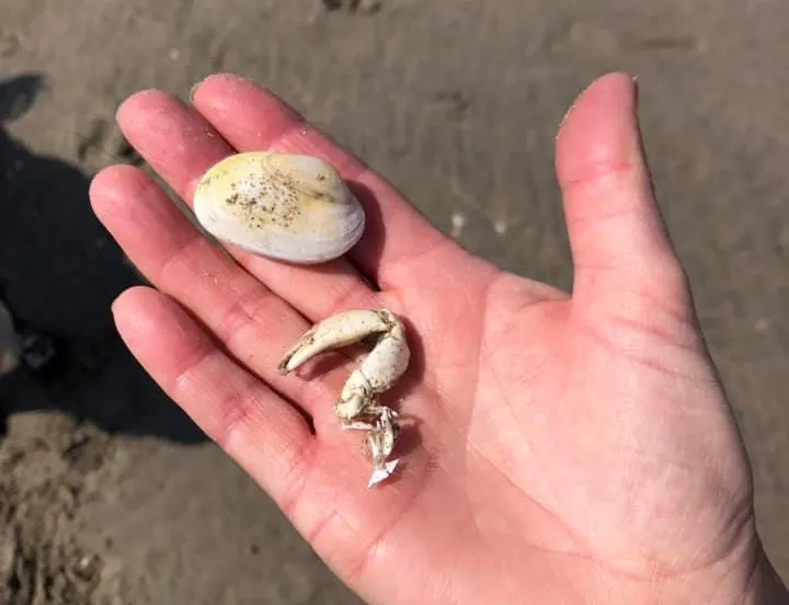 99111150 2766255533486806 7188713395854508032 n