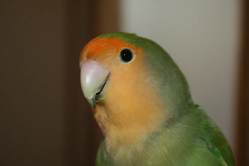 agapornis roseicolli